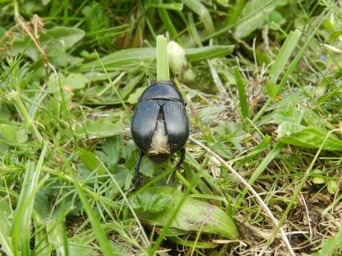Geotrupes sp.